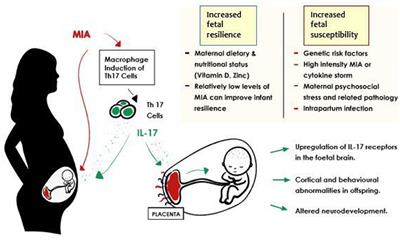 Maternal Immune Activation and Interleukin 17A in the Pathogenesis of Autistic Spectrum Disorder and Why It Matters in the COVID-19 Era